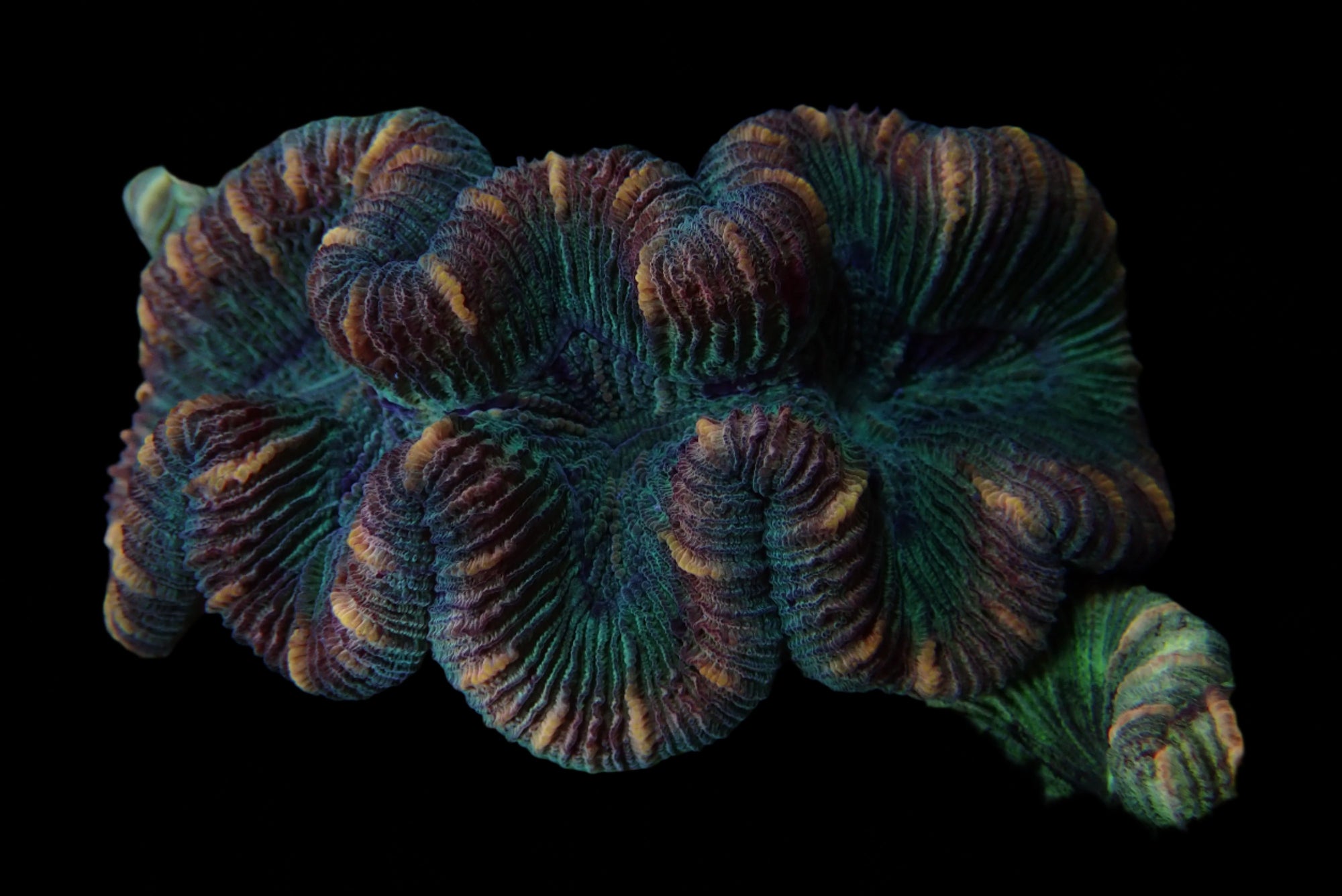 Multicolor Trachyphyllia