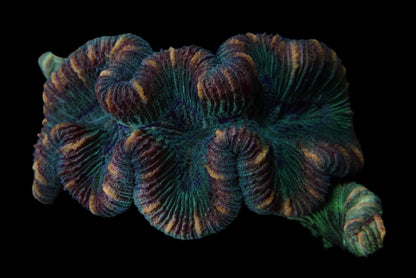 Multicolor Trachyphyllia