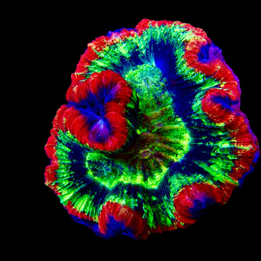 Vibrant Welsophyllia coral in a reef aquarium