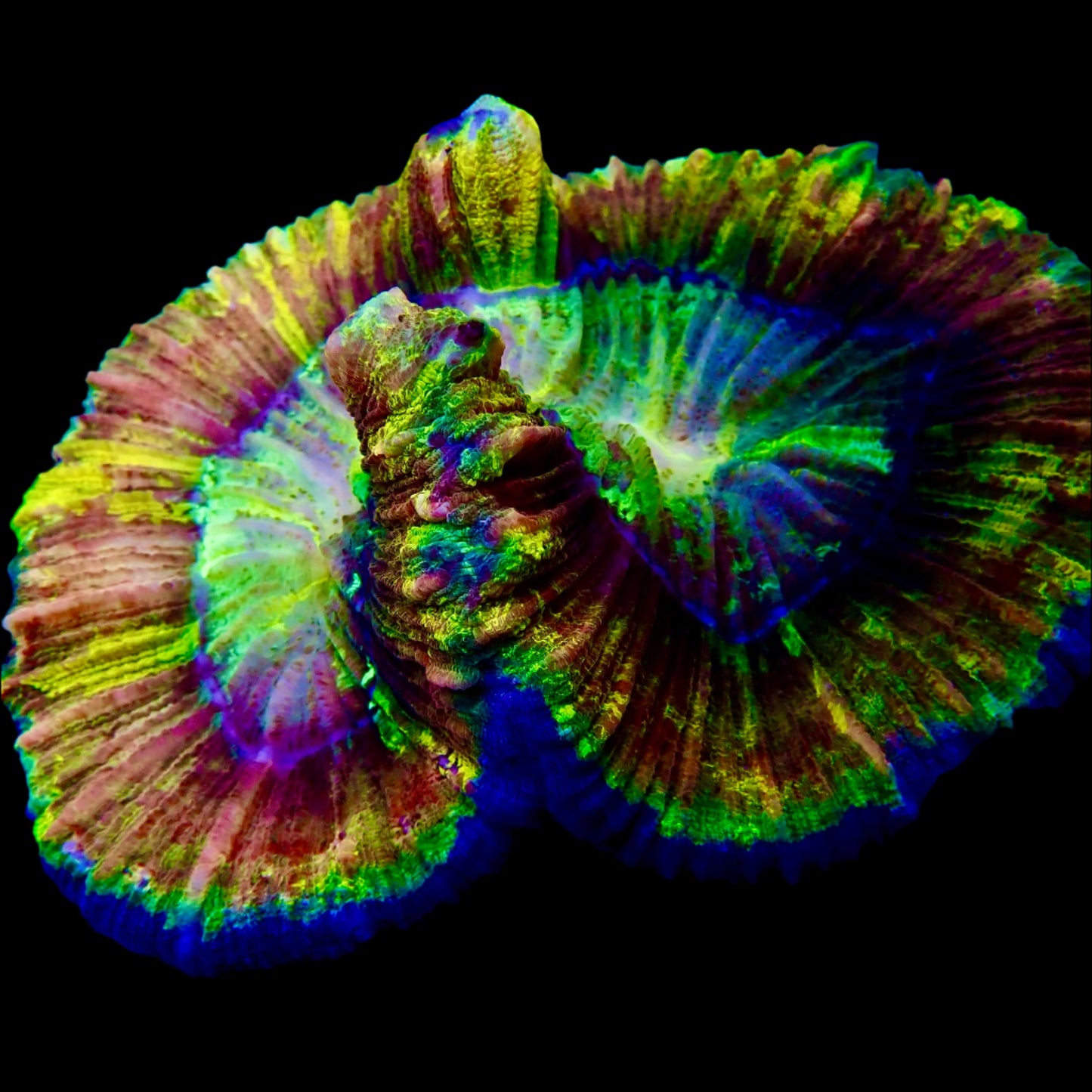 Vibrant Welsophyllia coral in a reef aquarium