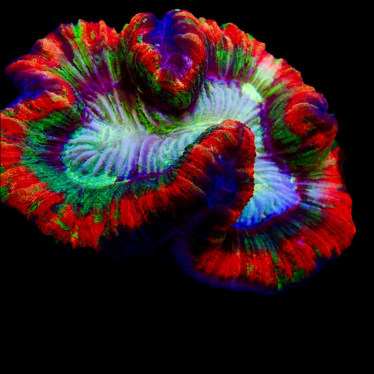 Vibrant Welsophyllia coral in a reef aquarium