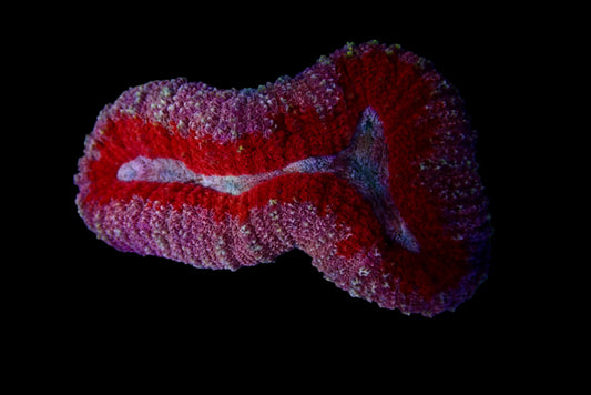 Lobophyllia Coraux - Beauté et Résilience pour Aquariums Récifaux