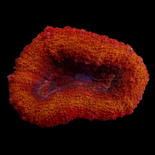 Lobophyllia Corals - Brilliance and Vitality for Reef Aquariums