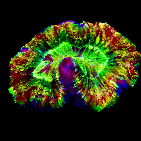 Vibrant Welsophyllia coral in a reef aquarium