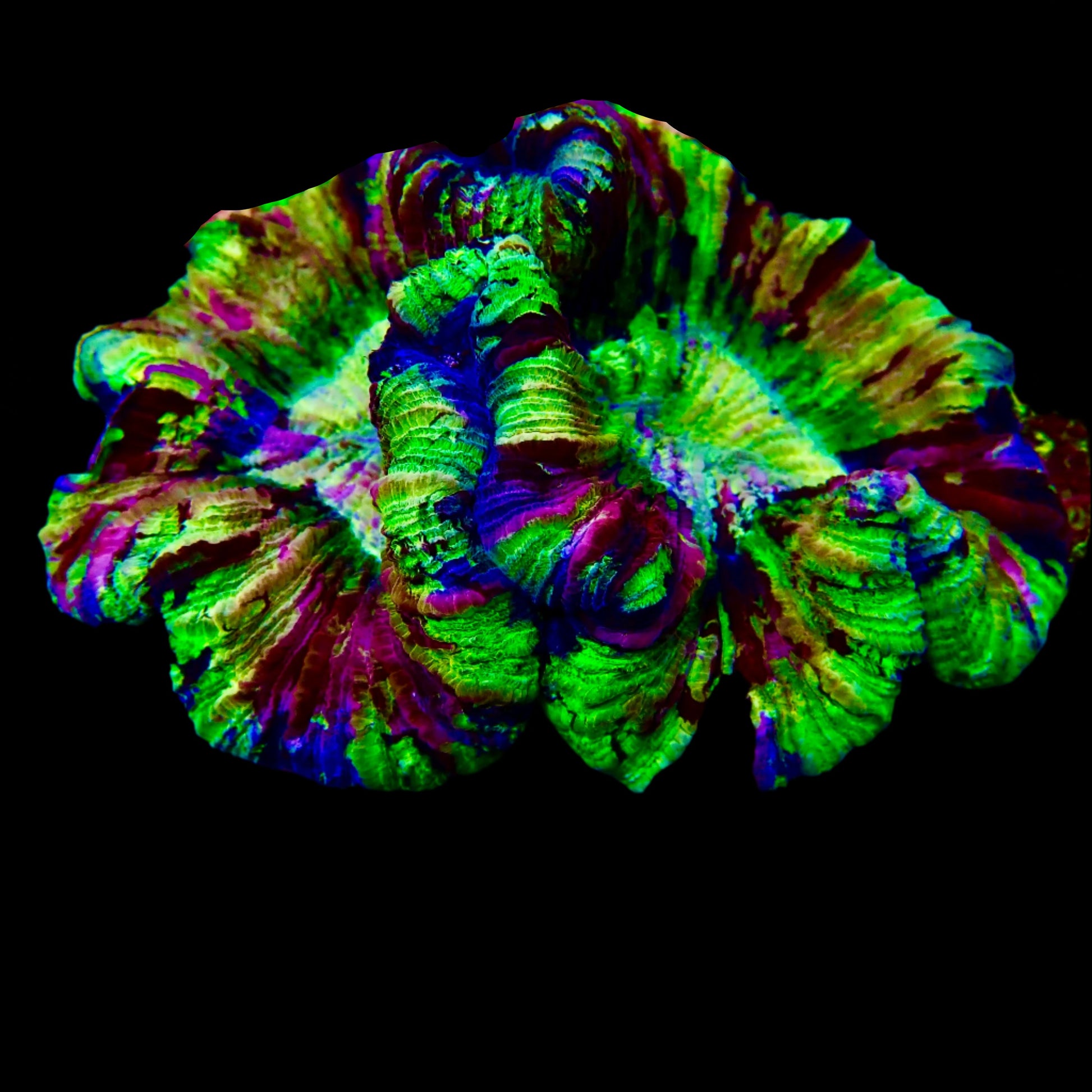 Vibrant Welsophyllia coral in a reef aquarium