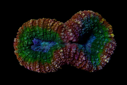 Lobophyllia Corals - Brilliance and Vitality for Reef Aquariums