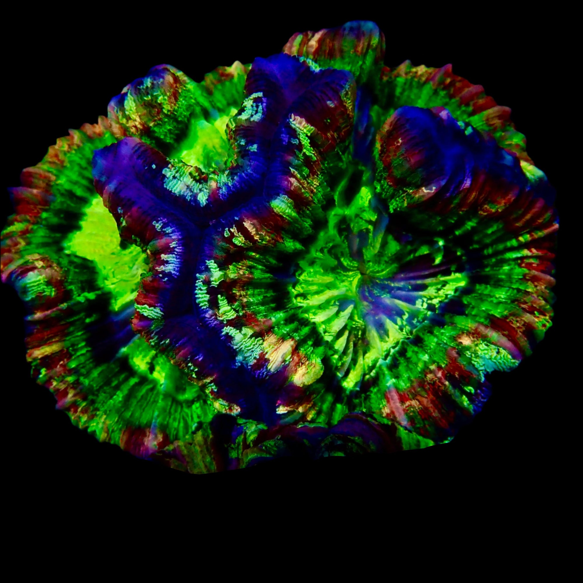 Welsophyllia Multicouleur WYSIWYG
