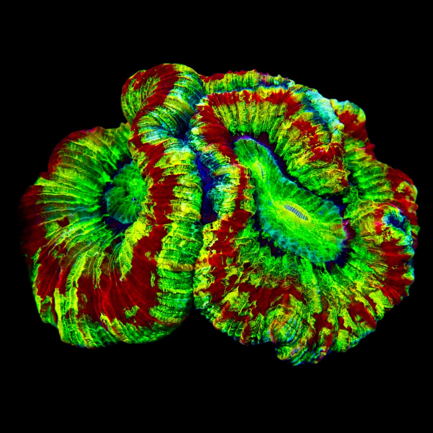 Vibrant Welsophyllia coral in a reef aquarium