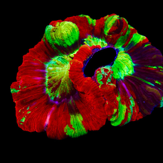 Vibrant Welsophyllia coral in a reef aquarium