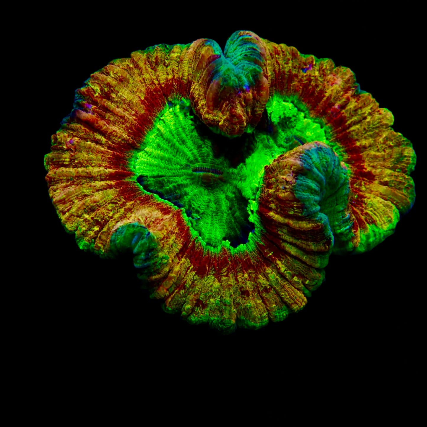 Vibrant Welsophyllia coral in a reef aquarium