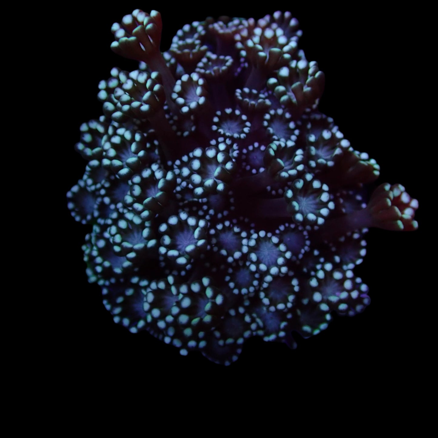 Alveopora Frag