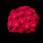 Gionopora Ultra Bright Pink frag