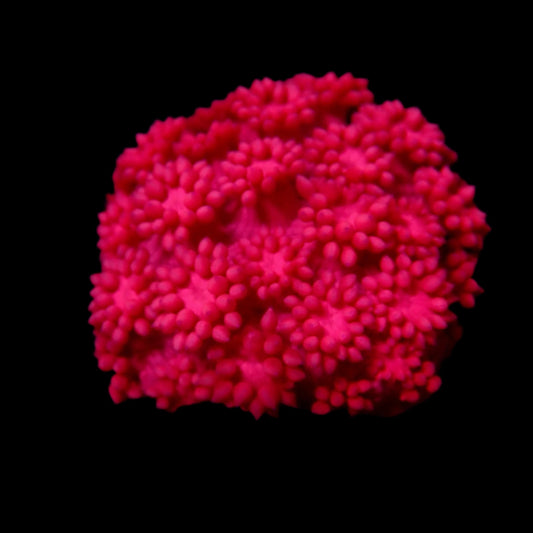 Gionopora Ultra Bright Pink frag