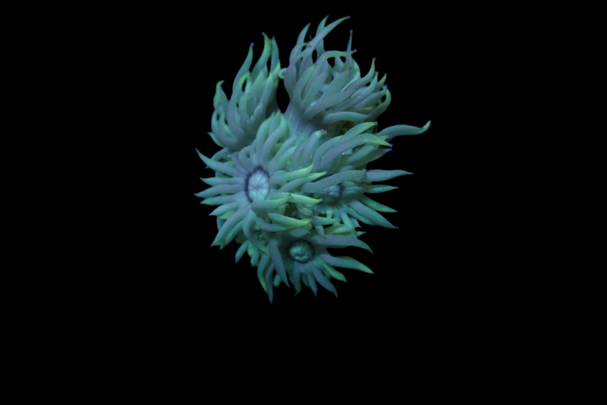 Goniopora Ultra Frag