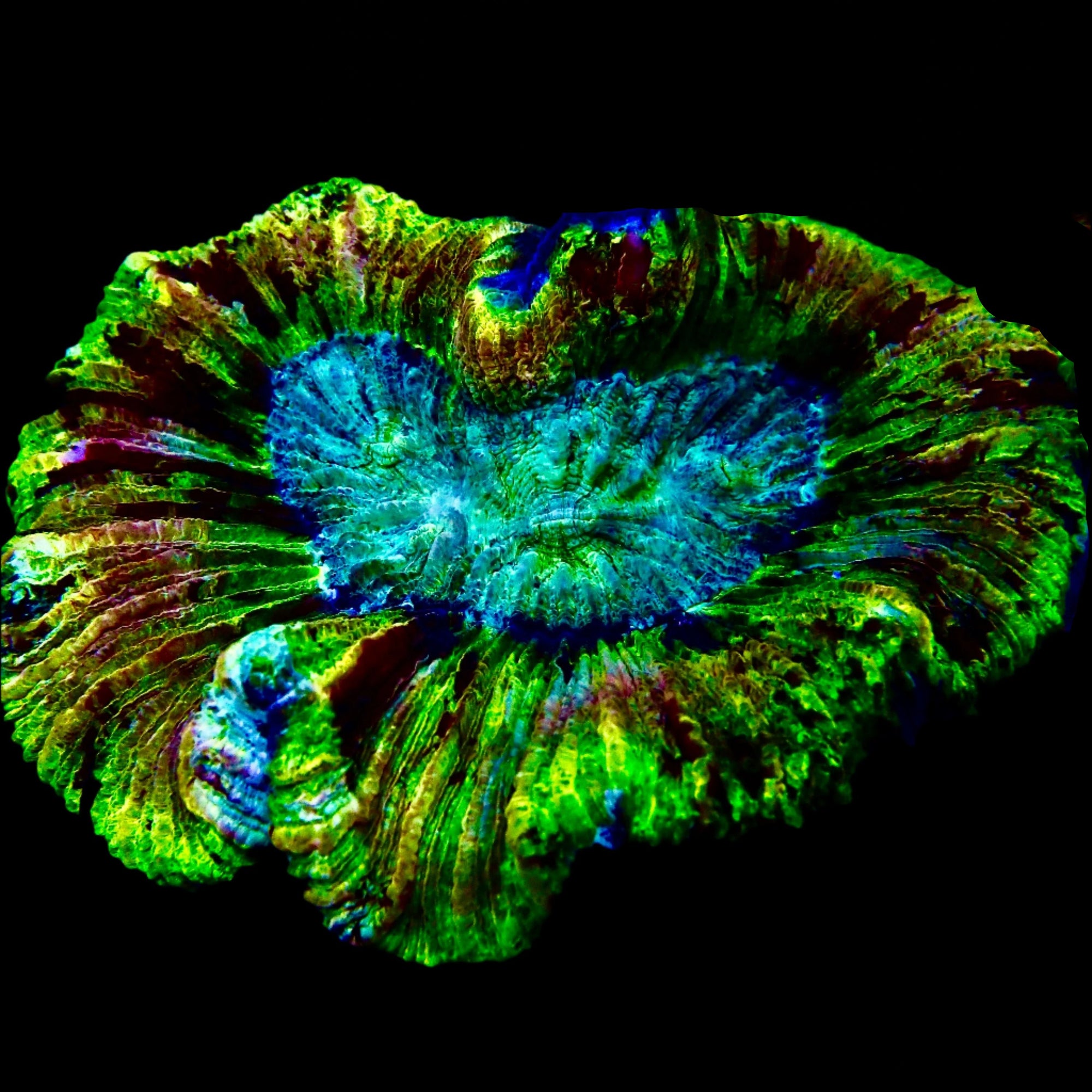Welsophyllia Multicouleur WYSIWYG