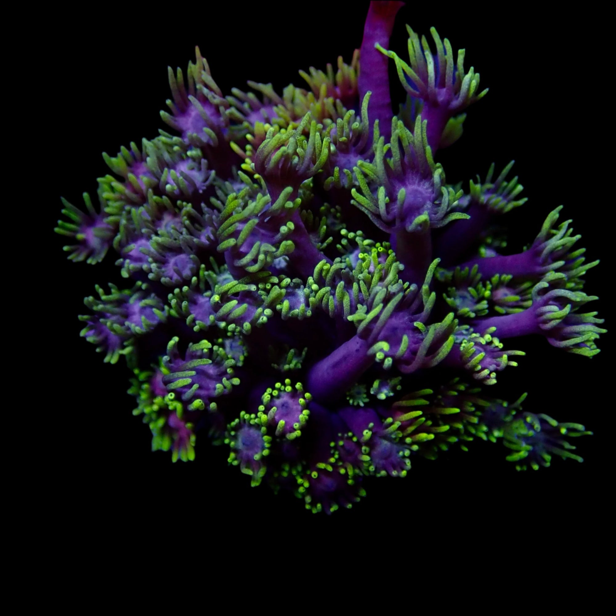 Gionopora Ultra frag