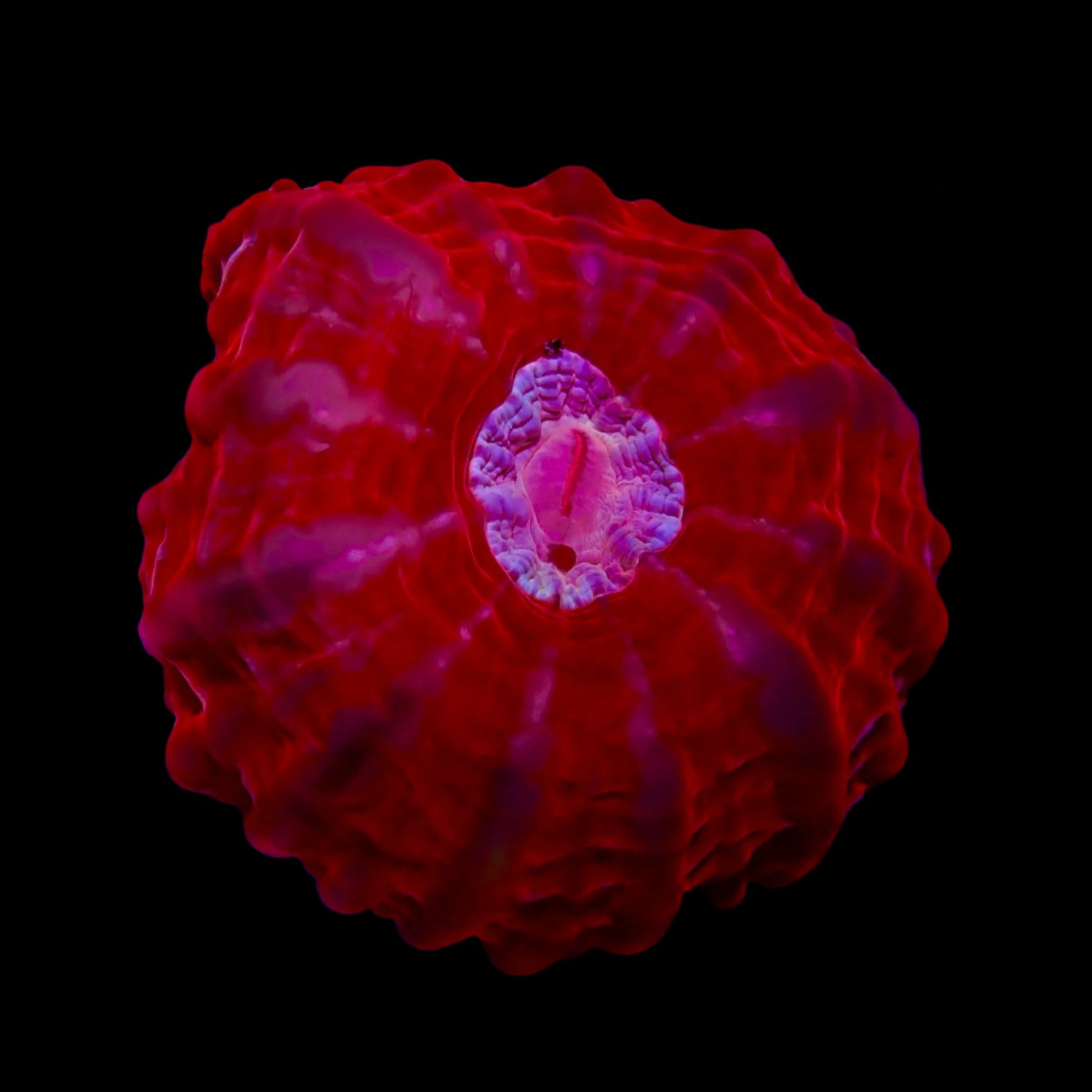 Cynarina Coral with vibrant red and green polyps thriving in a reef aquarium