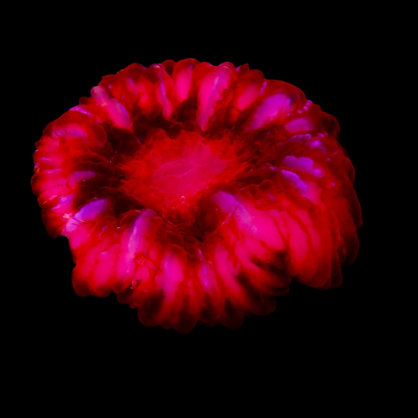 Cynarina Coral with vibrant red and green polyps thriving in a reef aquarium