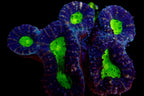 Lobophyllia Coraux - Beauté et Résilience pour Aquariums Récifaux