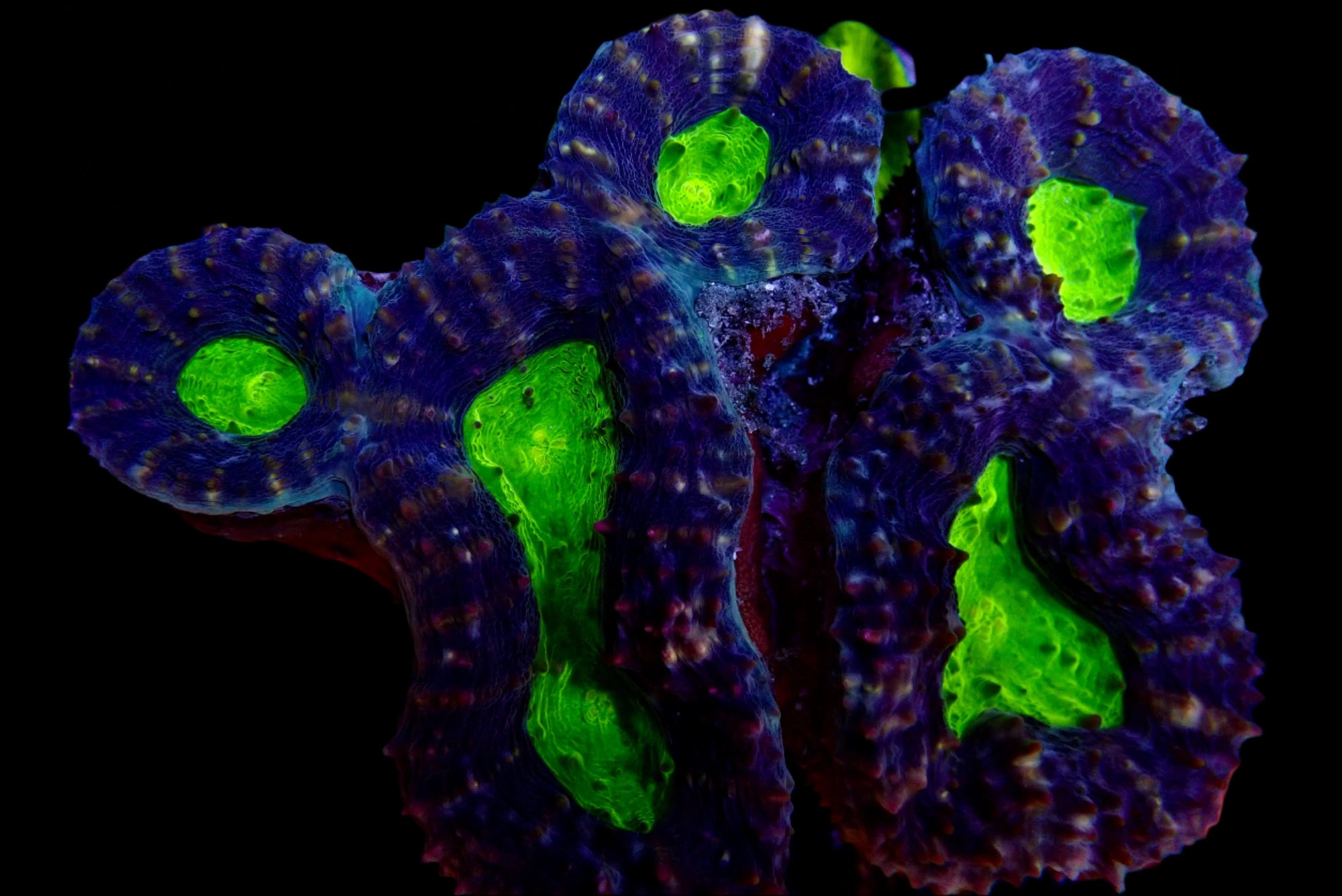 Lobophyllia Coraux - Beauté et Résilience pour Aquariums Récifaux