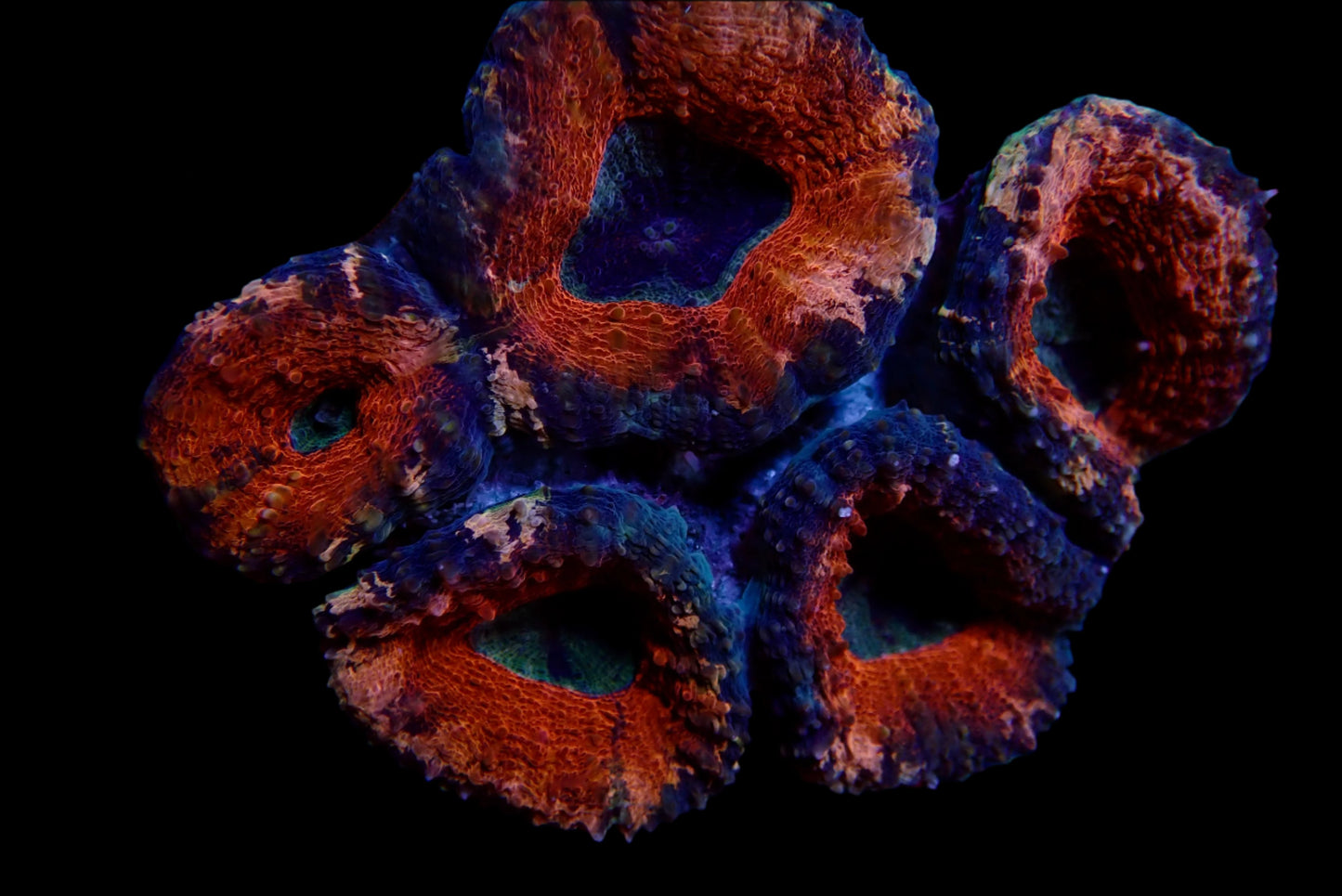 Lobophyllia Corals - Brilliance and Vitality for Reef Aquariums