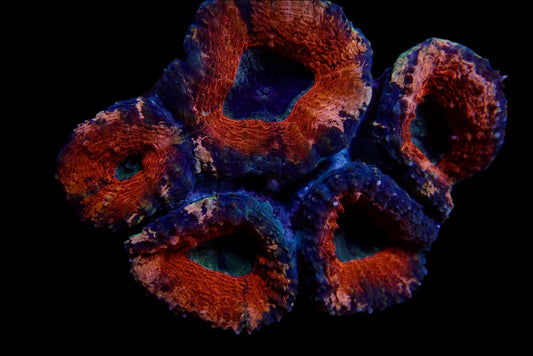 Lobophyllia Coraux - Beauté et Résilience pour Aquariums Récifaux