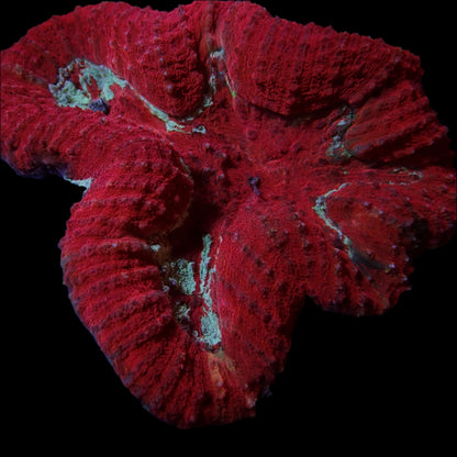 Lobophyllia