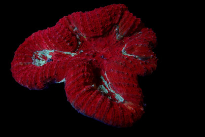 Lobophyllia