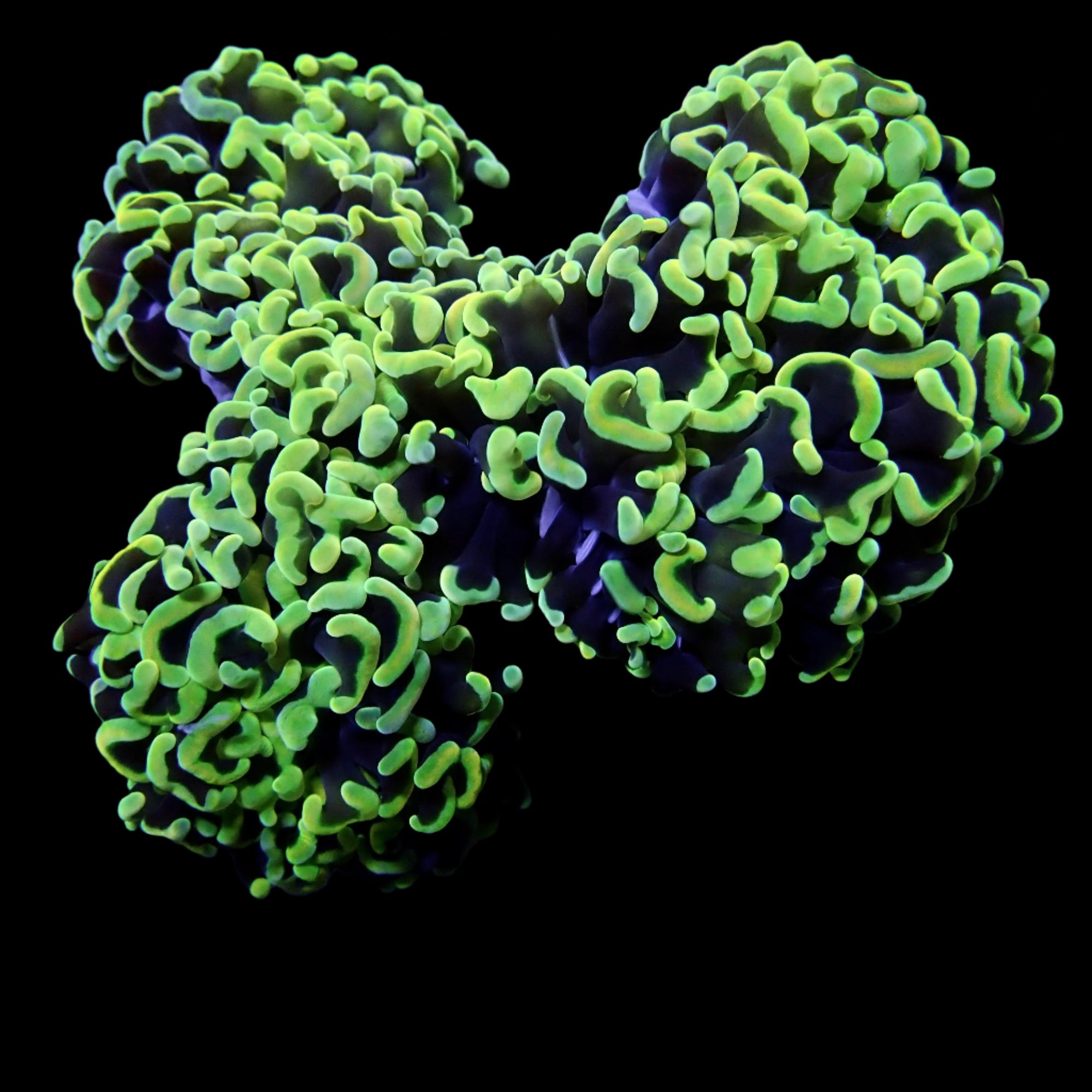 Wall Hammer Colony WYSIWYG