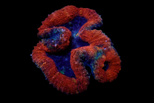 Lobophyllia Coraux - Beauté et Résilience pour Aquariums Récifaux