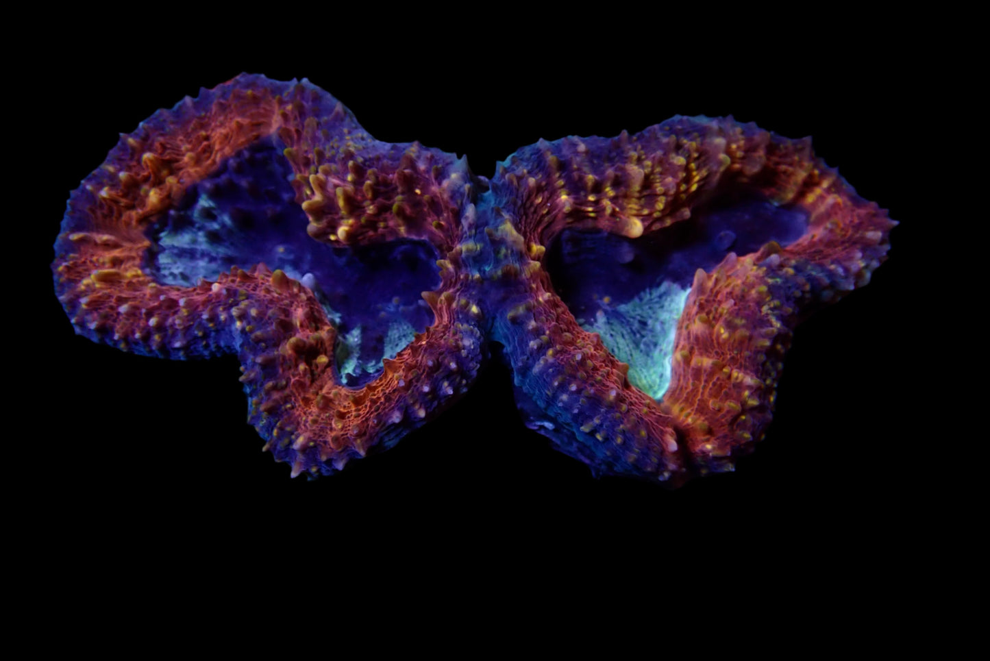 Lobophyllia Corals - Brilliance and Vitality for Reef Aquariums