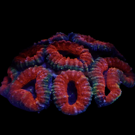 Lobophyllia