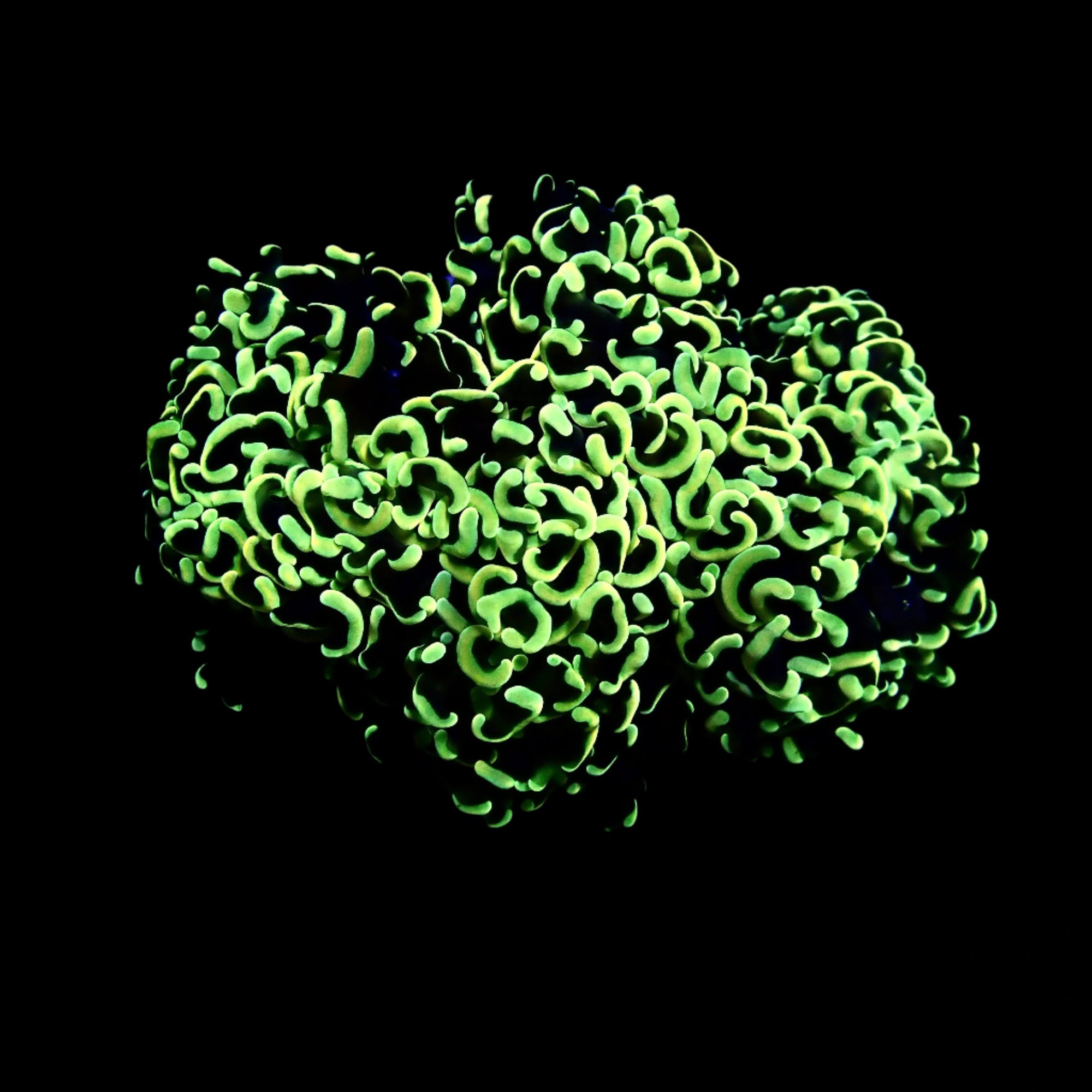 Wall Hammer Colony WYSIWYG