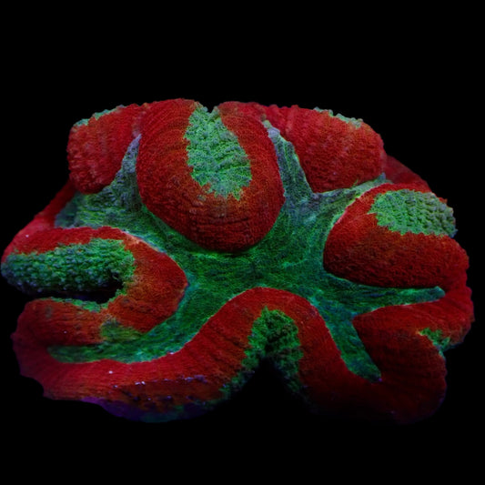 Lobophyllia