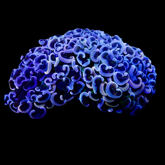 Vibrant Wall Hammer Colony coral thriving in a reef aquarium