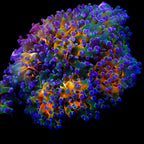 Octospawn Banana vendu par tete