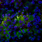 Octospawn Coral Colonie