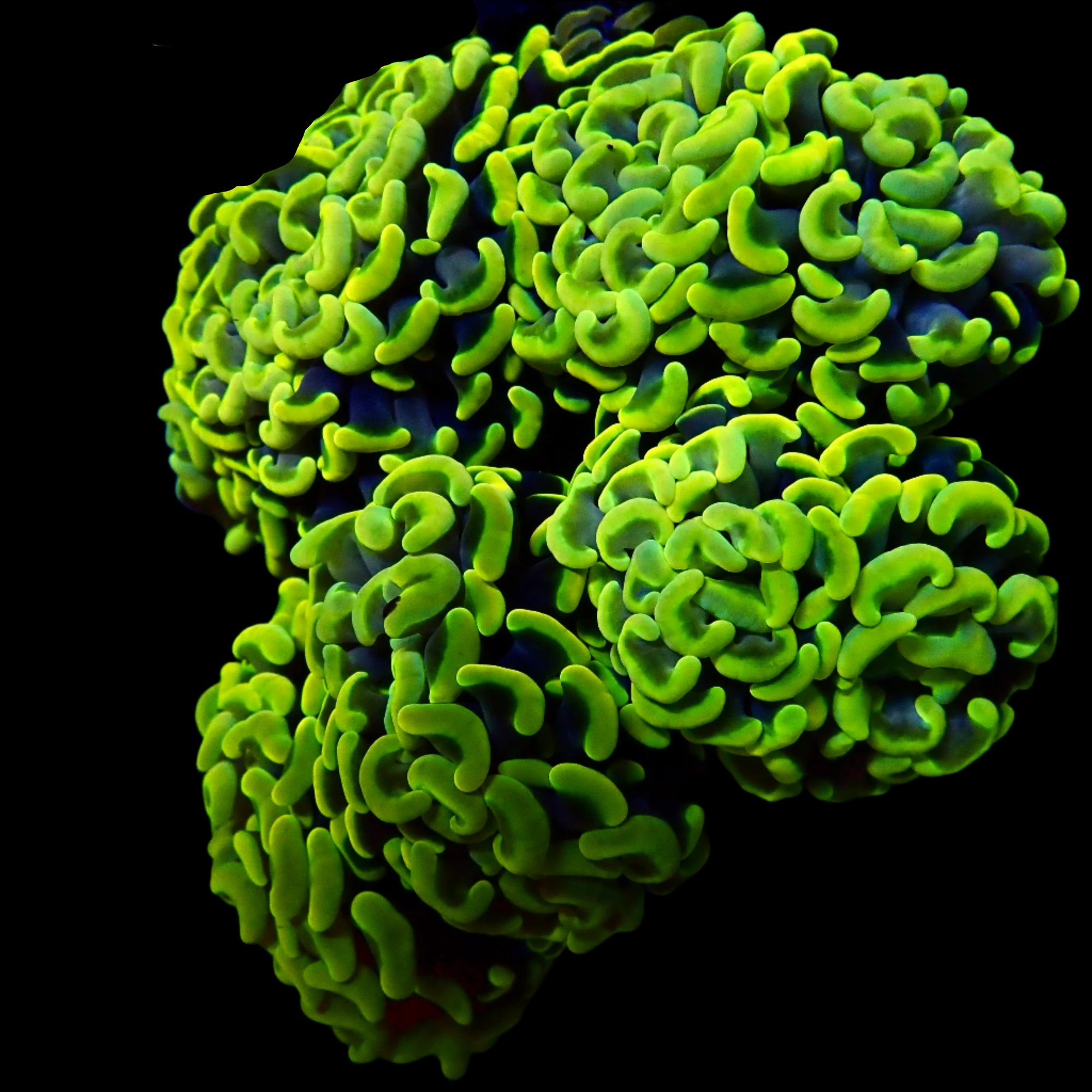 Wall Hammer Colony WYSIWYG