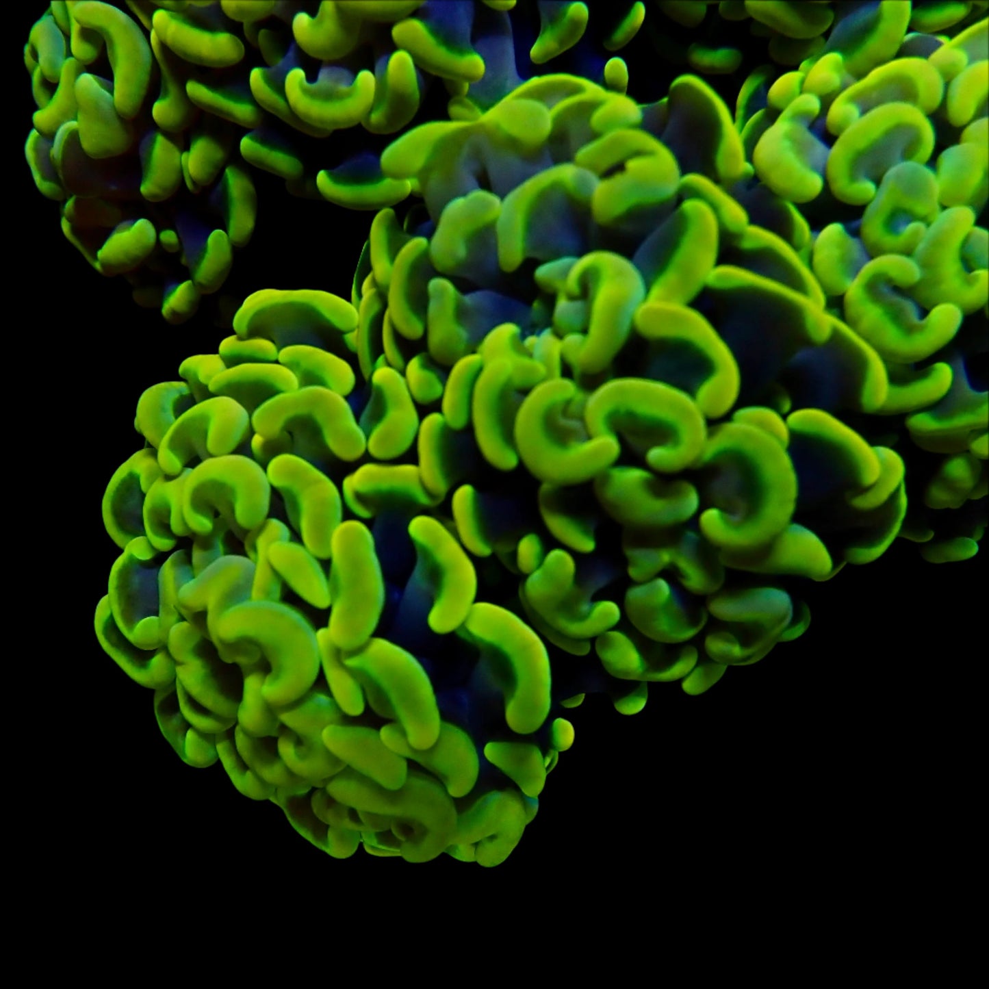 Vibrant Wall Hammer Colony coral thriving in a reef aquarium