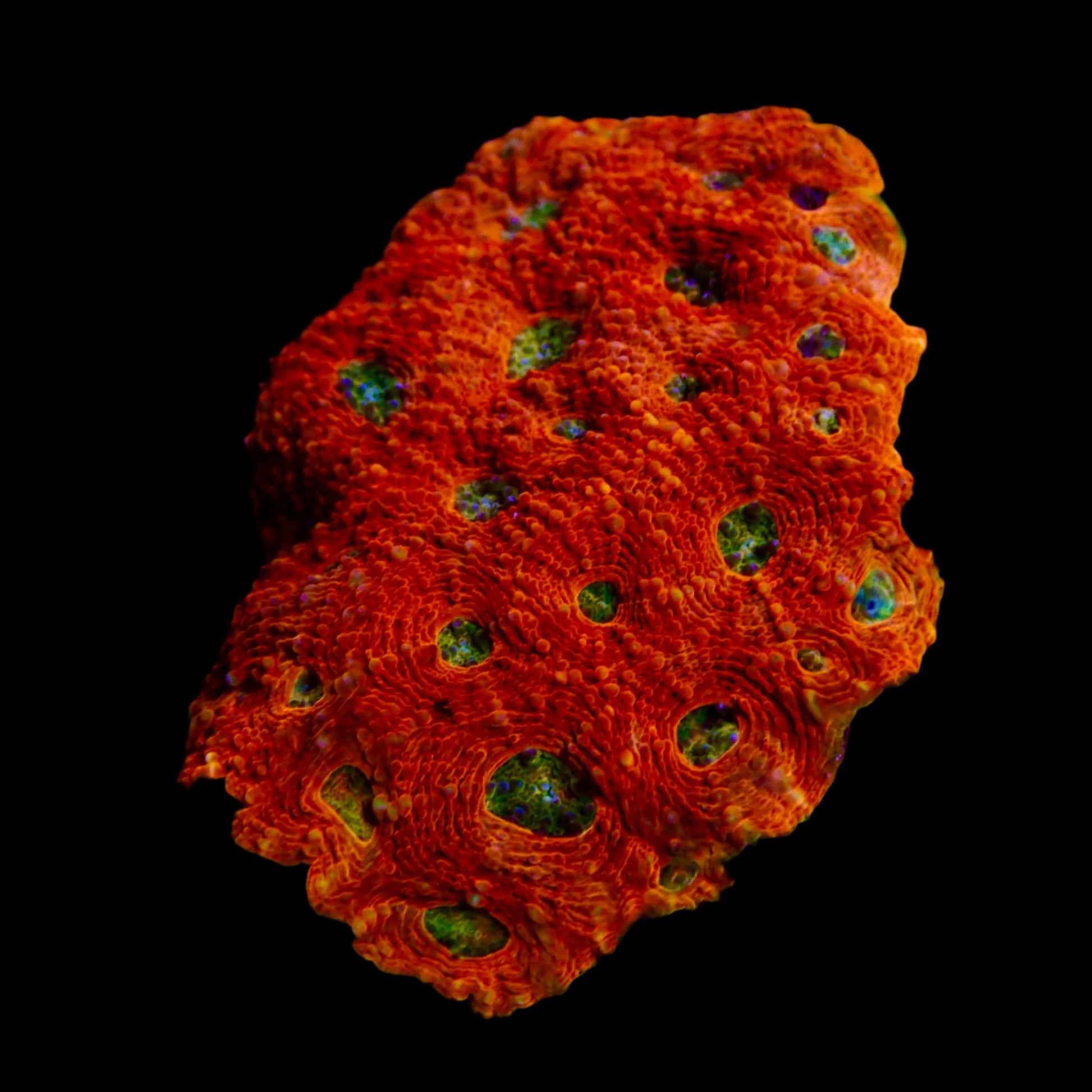 Acantastrea Coral with vibrant red and green polyps in a reef aquarium