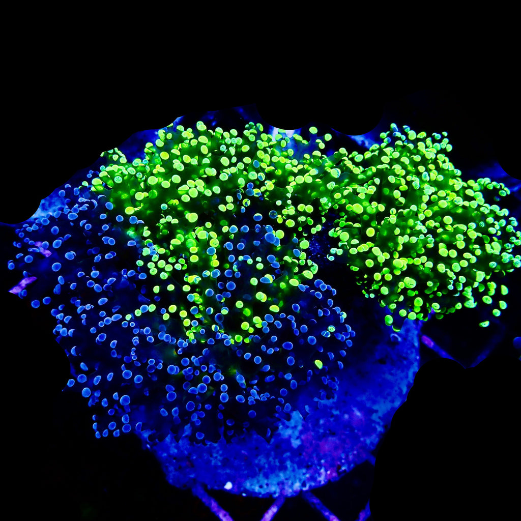 Octospawn bicolor Coral Colonie WYSIWYG