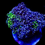 Octospawn bicolor Coral Colonie WYSIWYG