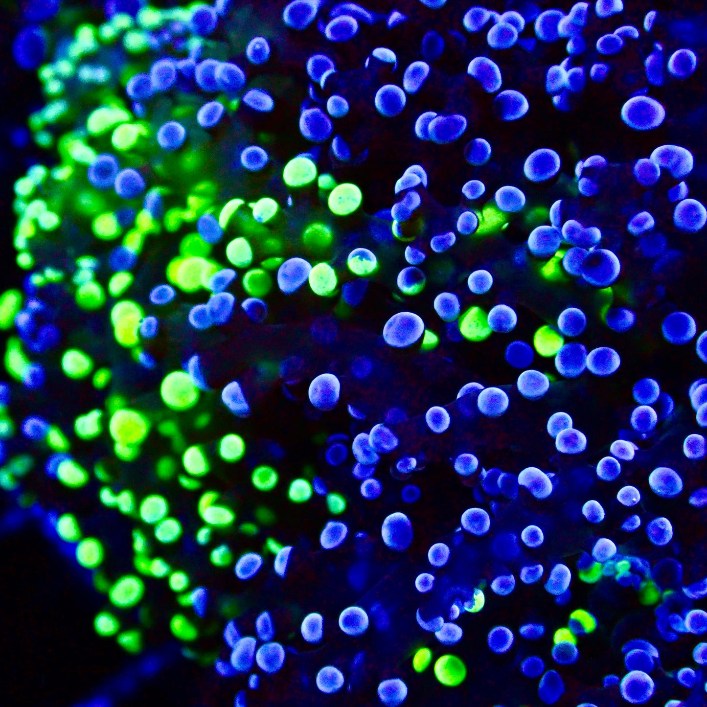 Octospawn bicolor Coral Colonie WYSIWYG