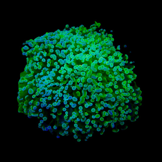 Octospawn Coral with vibrant green and pink tentacles thriving in a reef aquarium