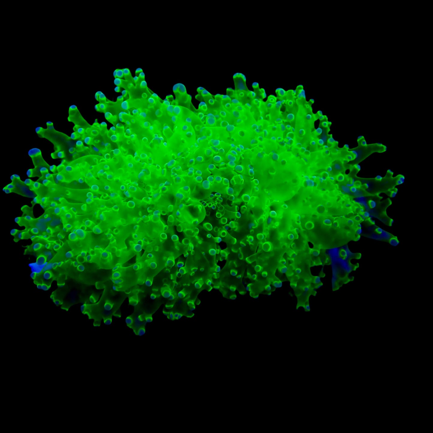 Octospawn Coral with vibrant green and pink tentacles thriving in a reef aquarium