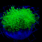Octospawn Coral Colonie WYSIWYG