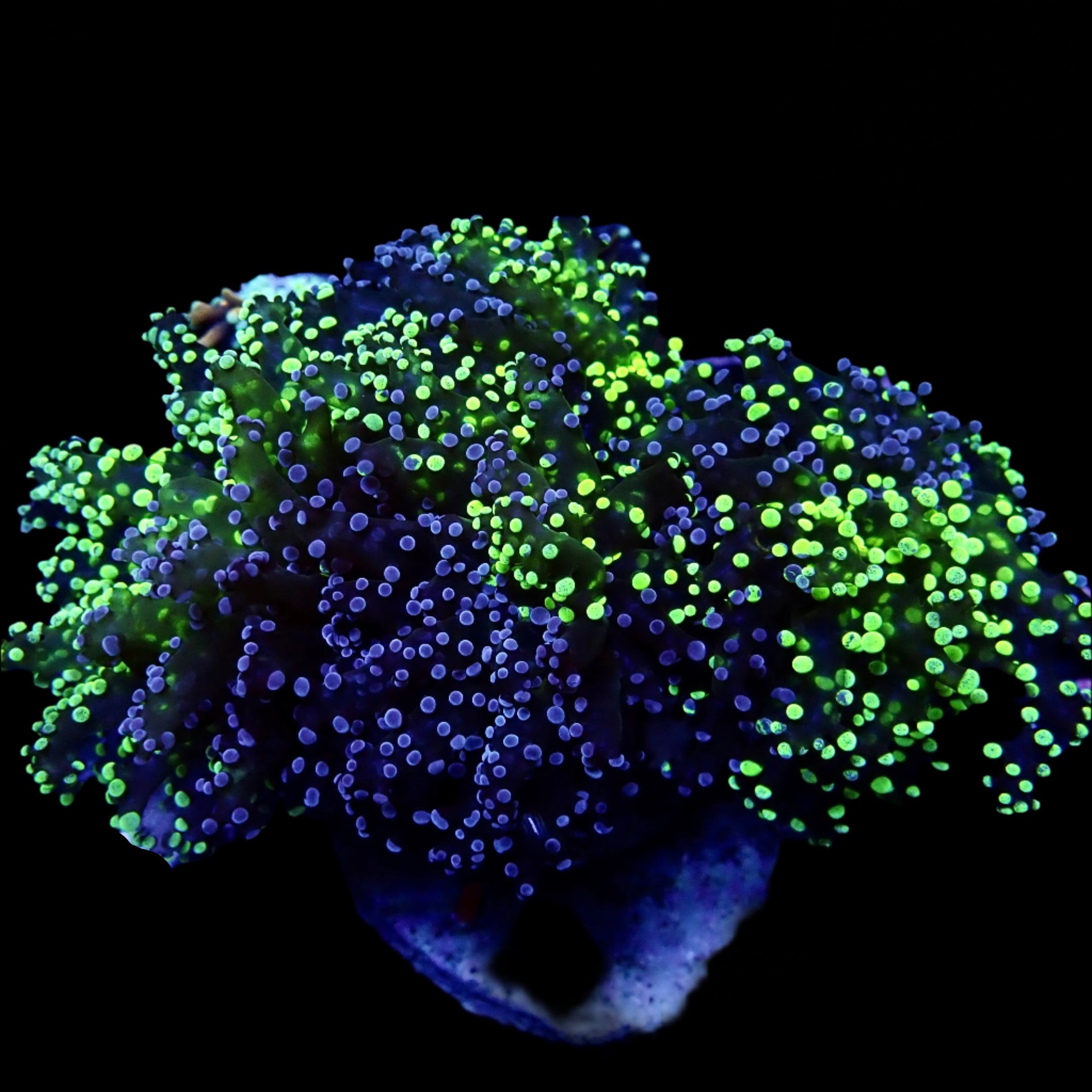 Octospawn Coral with vibrant green and pink tentacles thriving in a reef aquarium