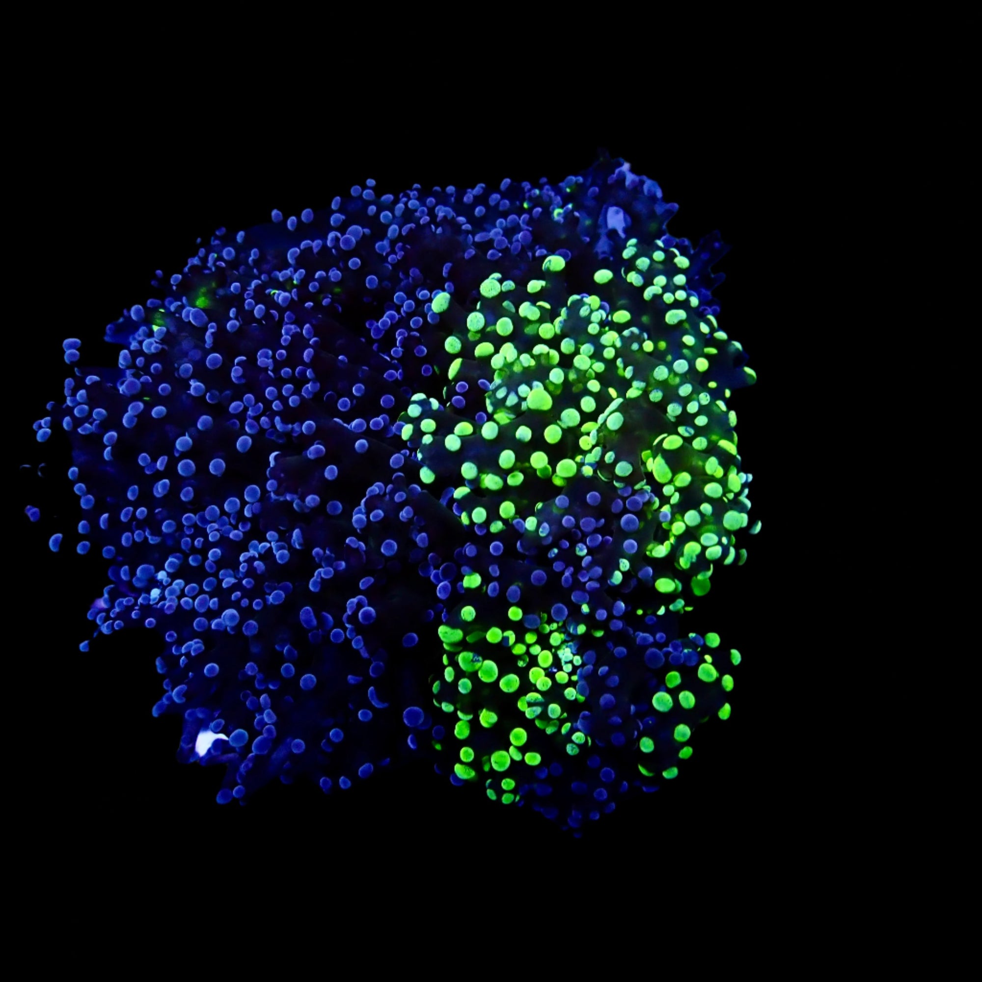 Octospawn bicolor Coral Colonie WYSIWYG