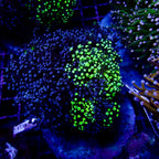 Octospawn bicolor Coral Colonie WYSIWYG