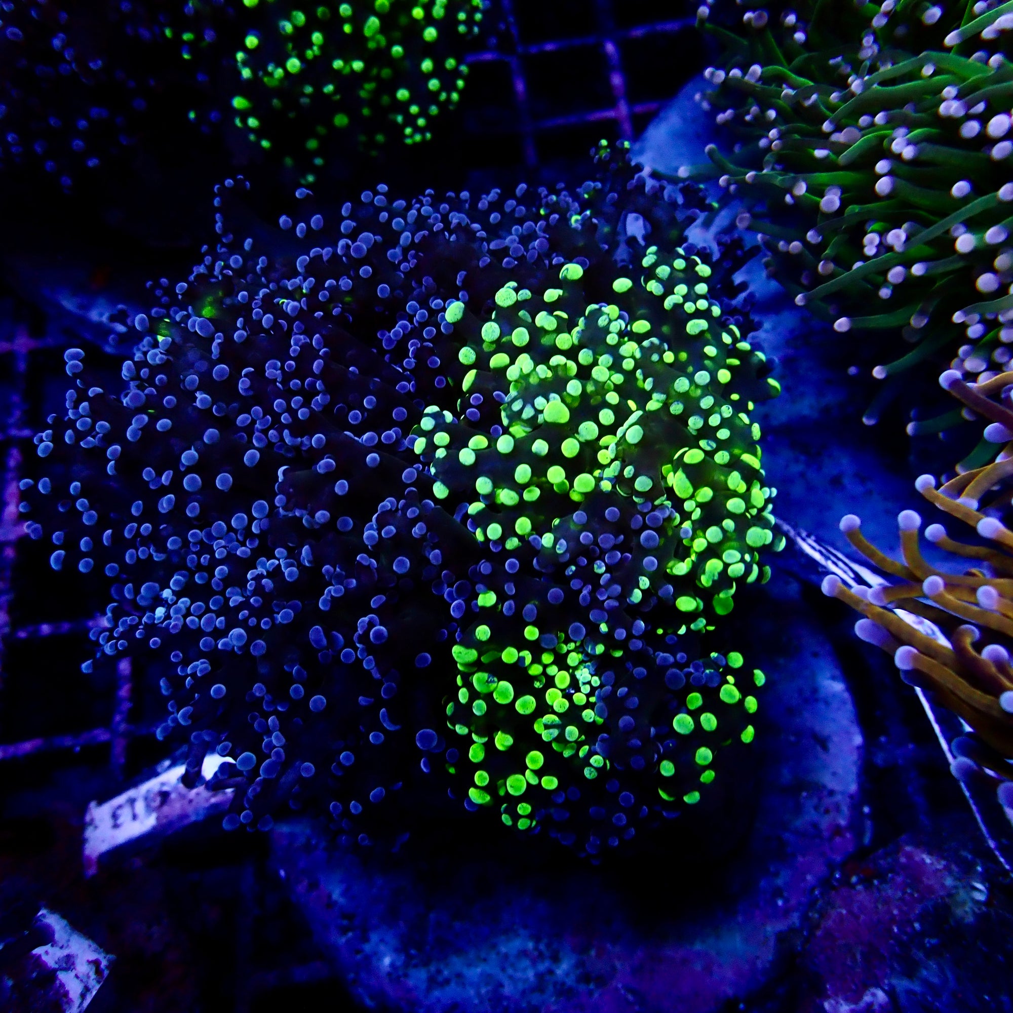Octospawn bicolor Coral Colonie WYSIWYG
